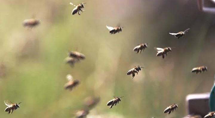 Arıları ne kadar tanıyorsunuz? Arılar hakkında ilginç bilgiler 7
